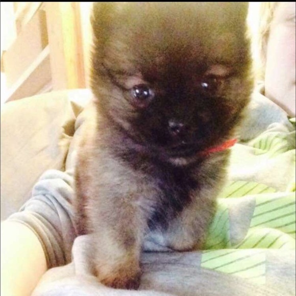 Meet your Posher, Kelsi - Picture 1 of 1